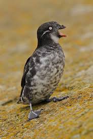 Why Do Birds Fly South For The Winter Biology Least Auklet Breed On The Islands Of Alaska And Siberia And Spend The Winter Close To The Edge Of The Ice Sheet They Are Th Birds Sea Birds Beautiful Birds