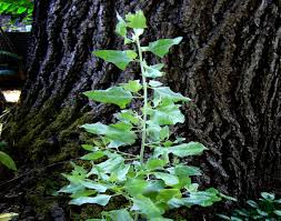 Image result for Atriplex