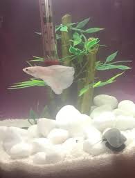 Perfect for a cat friend or to sit on your shelf. Male White Opal Bettas For Sale Order Online Petco