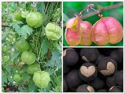 Image result for Cardiospermum