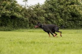 Dog adoption · multiple colors · rescue information How Much To Feed 4 Month Old Doberman Puppy Neeness