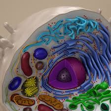 Cell Animal 3d Model Animal Cell Project Animal Cell Cells Project