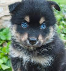 Maybe you would like to learn more about one of these? Pomeranian Husky Pomsky Breeders Photos Puppies Information