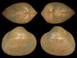 Image result for Subularia monticola