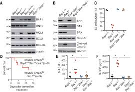 Somatic mutations in bap1 have been also observed in other cancers making it a potential important target for therapy. Intrinsic Apoptosis Shapes The Tumor Spectrum Linked To Inactivation Of The Deubiquitinase Bap1 Science