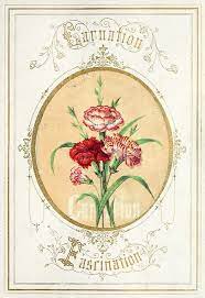 Carnation From The Language Of Flowers An Language Of Flowers Flower Meanings Floral Image