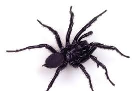 Most 'spider bites' are not spider bites but wounds caused by infections and other invertebrates. How To Tell Deadly Funnel Webs From Trapdoor And Black House Spiders Abc News