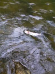 Fly Fishing The Yough Rivers Roads