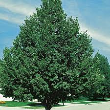 More images for littleleaf linden growth rate » Littleleaf Linden Greenspire Tilia Cordata My Garden Life