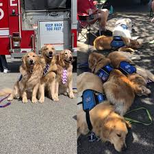 Work Hard Nap Hard This Is The Life Of A Comfort Dog Family Ppmsquad Workhardplayhard Dogswithjobs Comfortdogs Dogs With Jobs Dogs Work Hard Play Hard
