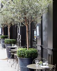 The Sun S Out On The Terrace At The Coventgardenhotel London Kitkemp Style Design Chic Covent Garden Hotel Potted Olive Tree Evergreen Potted Plants