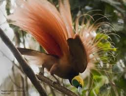 Design Papua New Guinea Bird Of Paradise Regiana Bird Of Paradise Birds Of Paradise Bird Beautiful Birds