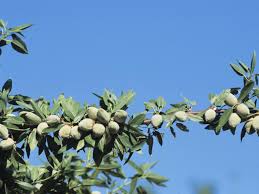 The almond tree is a fruit tree of beauty. Do Almonds Grow On Trees The Tree Center