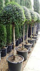There are 1615 topiary trees for sale on etsy, and they cost 37,55 $ on average. Topiary Lollipop Privet Online Topiary Ligustrum Jonandrum Uk