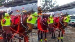 Maybe you would like to learn more about one of these? Kuda Penarik Kereta Kencana Yang Dinaiki Jokowi Namanya Mirip Istri Ahmad Dhani Tribunnews Com Mobile