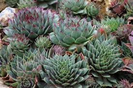 Die kleinen pflanzen sind ausgesprochen dekorativ und zudem noch pflegeleicht. Diy Sukkulenten Im Bilderrahmen Pflanzen Plantura