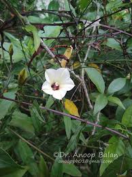 Image result for Xenostegia tridentata