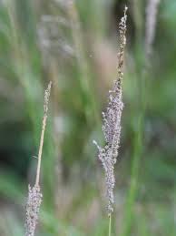 Image result for Sporobolus pyramidalis