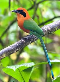 Mahmut Atici Adli Kullanicinin Kuslar Birds Aves Oiseaux Vogel طيور Panosundaki Pin 2020 Goruntuler Ile Hayvan Kus Resimleri Rengarenk Kuslar