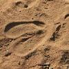 Im schnee tierspuren zum ausdrucken kostenlos : 1