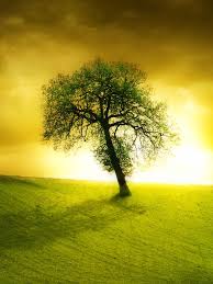 100,000+ free tree pictures & images. Free Download Lonely Beautiful Tree Ipad Wallpaper To Download 1024x1024 For Your Desktop Mobile Tablet Explore 50 Beautiful Wallpapers Of Trees Tree Background Wallpaper Hd Tree Wallpaper Free Wallpaper