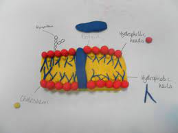 Lesson To Consolidate Student S Knowledge Of Cell Membranes Ask Them To Make Models This One Has An Incorrect Label Cell Membrane Cell Model Teaching Science