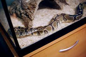 Differences Between Male And Female Ball Pythons My Pet Python