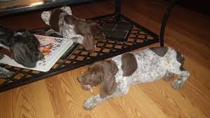 Most popular german shorthaired pointer puppy names on petcoach. German Shorthaired Pointer Puppies For Sale Leslie Mi 304645