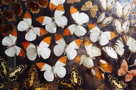Butterfly Wallpaper Aesthetic Laptop Artsy aesthetic butterfly transparent butterfly cute aesthetic butterfly wallpaper image information: butterfly wallpaper aesthetic laptop