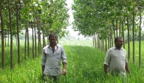 Growing trees for sale in pots, whether they are heirloom fruit trees or tiny trees for bonsai collectors, is easier, faster, more profitable and produces high quality trees. Most Profitable Poplar Tree Farming In India Information Guide