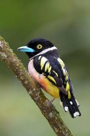 Bird With Black And Yellow Feathers Pin On Birds Water Fowl