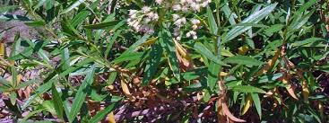 Image result for Boscia salicifolia