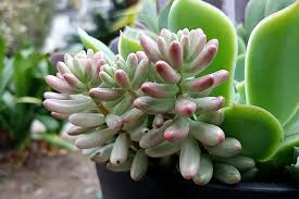 増やしやすい多肉植物 虹の玉 オーロラ編 葉挿しも行けるセダム 四色だんご