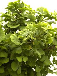 Now ginkgo biloba гинкго плюс 500 мг капсулы, 50 шт. Ginkgo Biloba Mariken Kugel Ginkgo Xxl Produkt