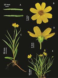 Image result for Aspilia rudis