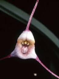 Unforgettable taste and aroma give this herb its main appeal. The Most Exotic Plants On Earth