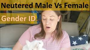 Maybe you would like to learn more about one of these? 3 Week Old Kittens Characteristics How To Tell Gender Boy Or Girl Youtube