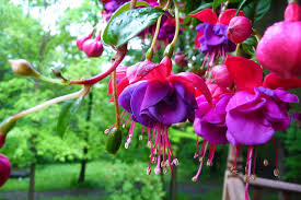 The pink variety comes in both single and double blossoms. Free Photo Pink Purple Flowers Blossom Brown Flora Free Download Jooinn