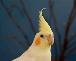 Cockatiel Yellow Bird With Red Cheeks Cute Bird Photo Yellow Feathers Red Eyes By Eclecticforest On Etsy Bird Photo Cute Birds Yellow Feathers