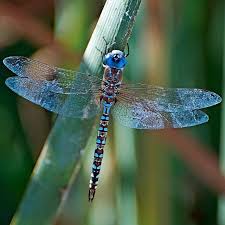 Blue Dragon Fly Blue Dragonfly Dragonfly Dragonfly Art