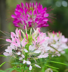 Image result for Cleome