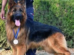 German Shepherd Double Coat Dog Water Sky German Shepherd Dog Show German Shepherd Dogs