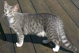 Egyptian Mau Tabby Cat Cat Breeds Egyptian Mau
