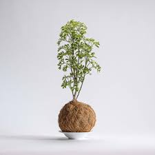 Image result for Polyscias