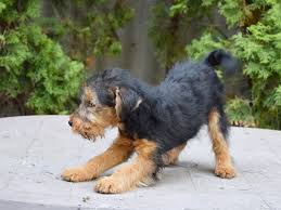 You must be a 'member of the welsh terrier club' to add your details to the list of 'breeders'. Pea Welsh Terrier Puppy For Sale Euro Puppy