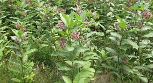 Beeculture Com