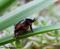 Research trials are ongoing using the active ingredient emamectin benzoate and a fungicide to determine their efficacy for preventing tree mortality caused by mountain pine beetle and western pine beetles. Rain Beetles Are Curious Critters Bug Squad Anr Blogs