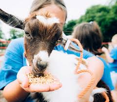 The animals at animal world & snake farm zoo have veterinarian approved and formulated diets to ensure their health and wellbeing. Petting Zoo Family Fun Park Entertainment Destination Featuring Fall Pumpkin Patch And Corn Maze Nashville Tn Lucky Ladd Farms