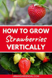 How To Grow Strawberries Vertically Vertical Garden Growing Strawberries Vertically Growing Strawberries Strawberries In Containers