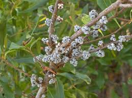 Image result for Myrica pilulifera